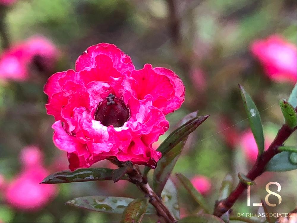 レプトスペルムム ティーツリーの投稿画像 By L8さん ハーブガーデンとl8 蜜源植物と9月とl8ハーブとハーブのある暮らし 18月9月27日 Greensnap グリーンスナップ