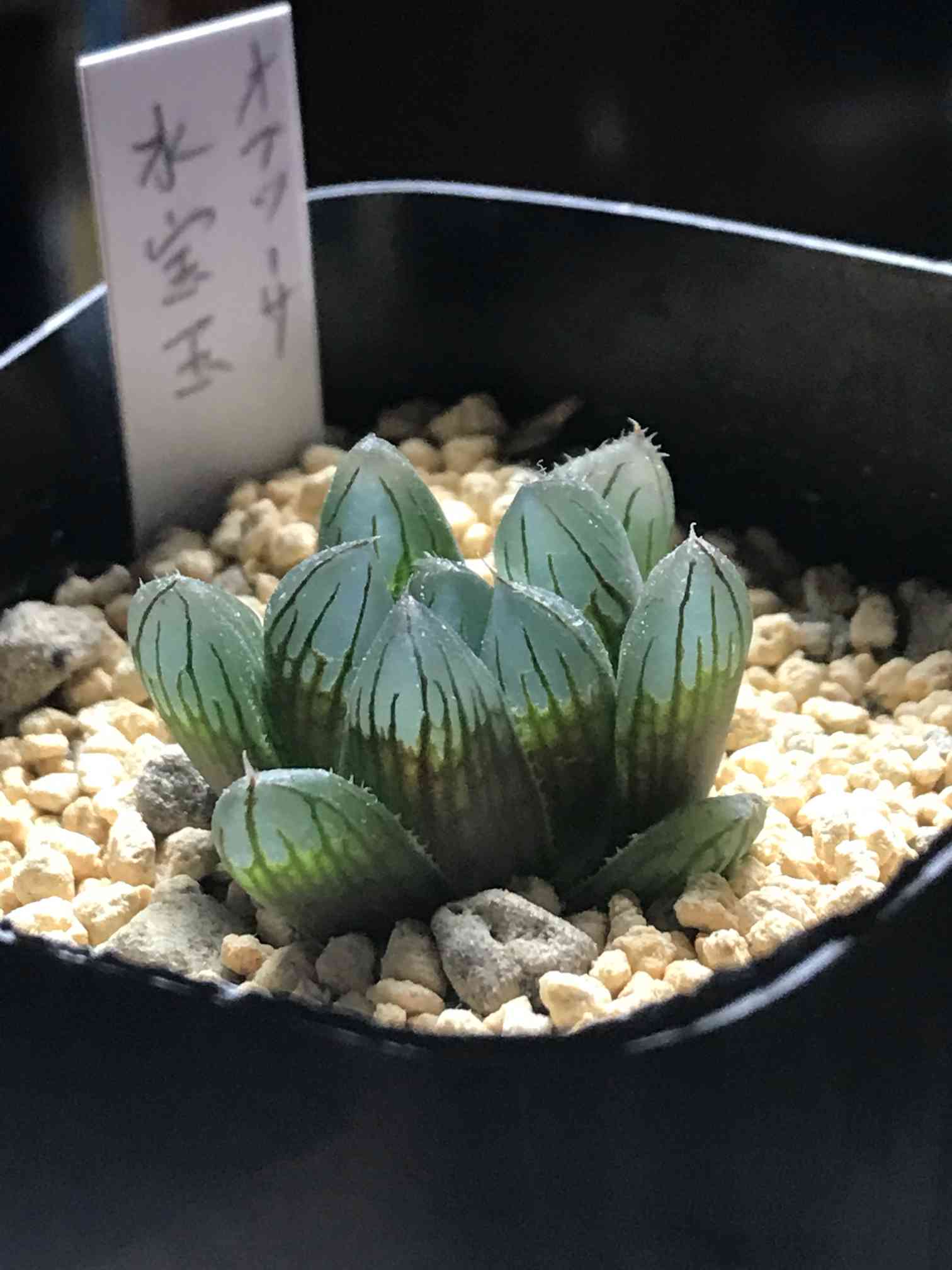 多肉植物の投稿画像 by mamaだJさん｜ハオルチア属とタニラーと