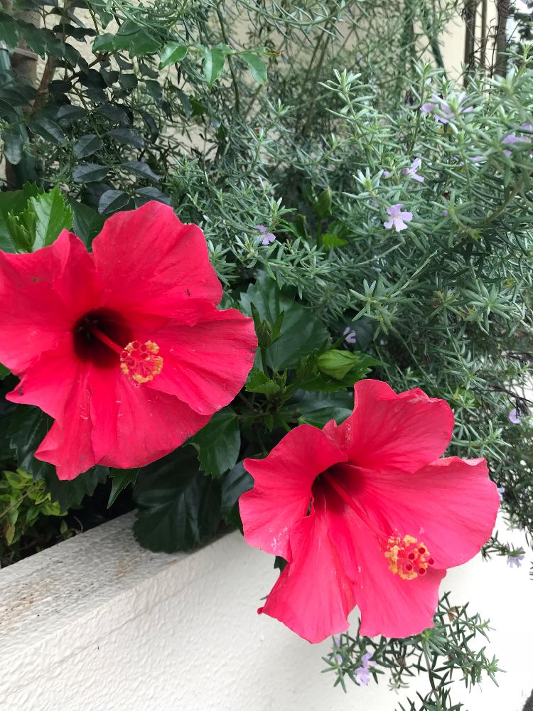 ハイビスカスの投稿画像 By ひろちゃんさん ローズマリーと神奈川県の風景と素敵なコラボと赤い花と紫の花 18月9月27日 Greensnap グリーンスナップ