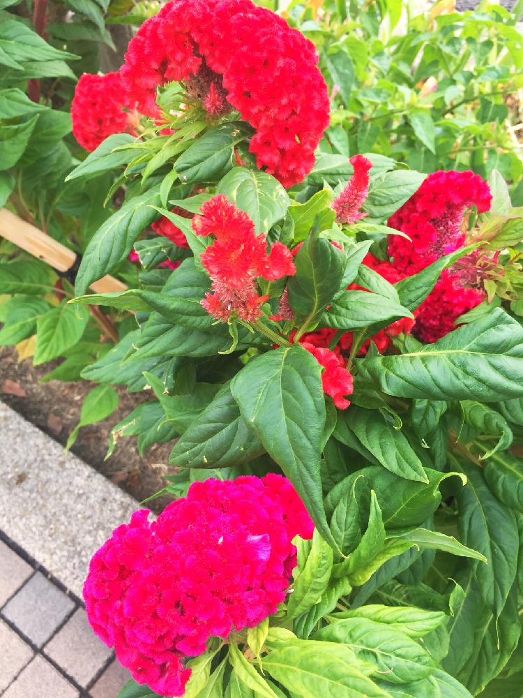 ケイトウの投稿画像 By 水色ふうせんさん 好きな花とピンクの花とそりゃ知らなんだとピンク色と豆知識と今日の１枚と今日の一枚と花知識と花言葉と今日の花 と恋愛と赤い花と可愛い 18月9月28日 Greensnap グリーンスナップ