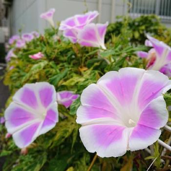 アサガオ☆の画像 by BLANKAさん | お出かけ先とアサガオ☆とピンクの花とお散歩道と可愛い花と淡い色の花と花のある暮らし