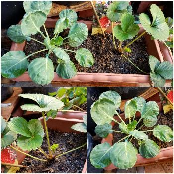 油かすの投稿画像一覧 Greensnap グリーンスナップ