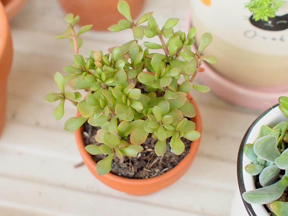 ブロウメアナ の投稿画像 By Masumiさん ポーチュラカリアアフラ と多肉植物と多肉大好きとタニラーと ブロウメアナとポーチュラカリアとタニク初心者と多肉初心者とバルコニスト 18月9月28日 Greensnap グリーンスナップ