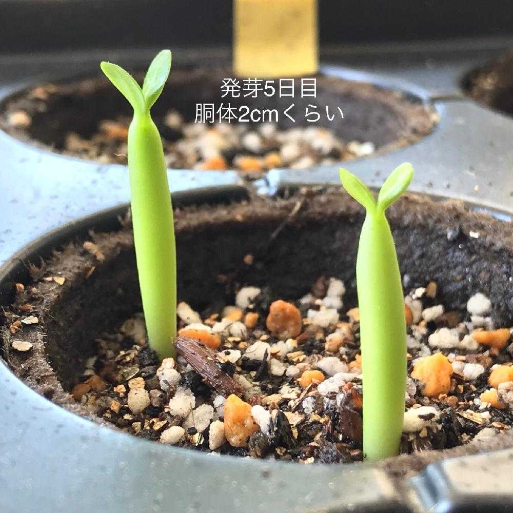 実生🌱◇発芽9カ月◇アデニウム・オベスム｜🍀GreenSnap（グリーンスナップ）