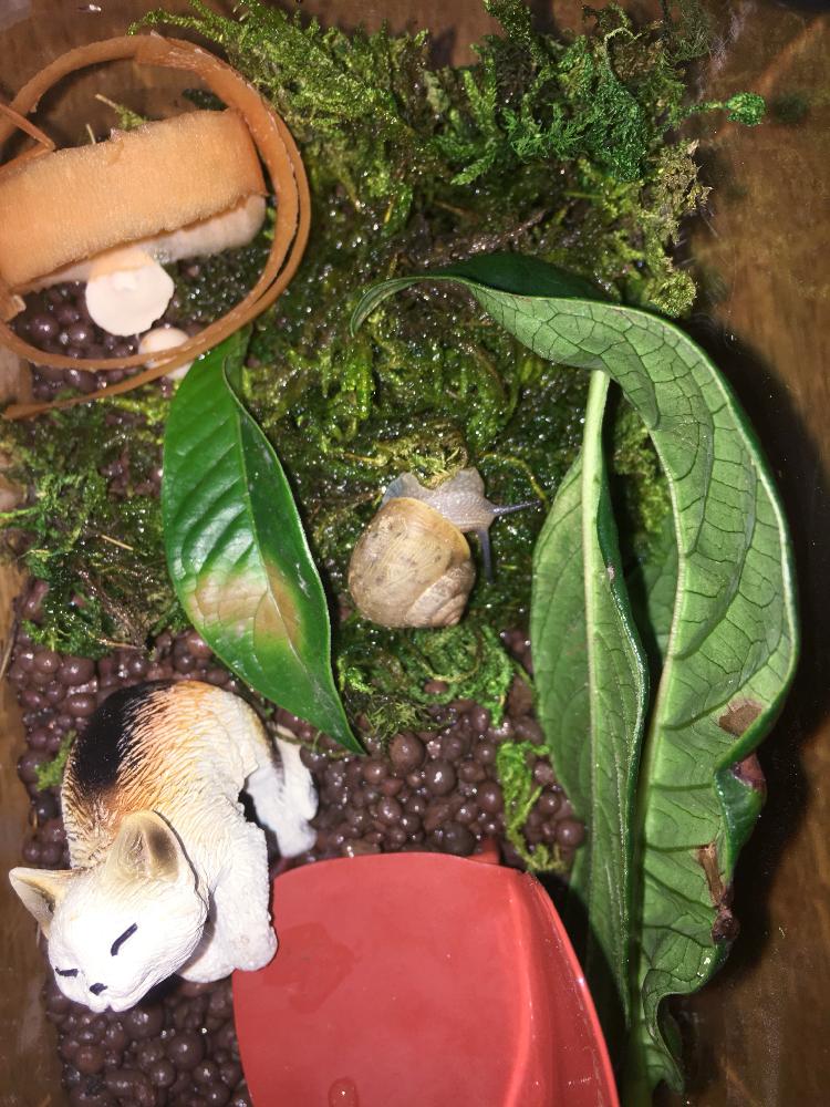 ルクリア スイートルビーの投稿画像 by しまこさん｜生命力と強い子 