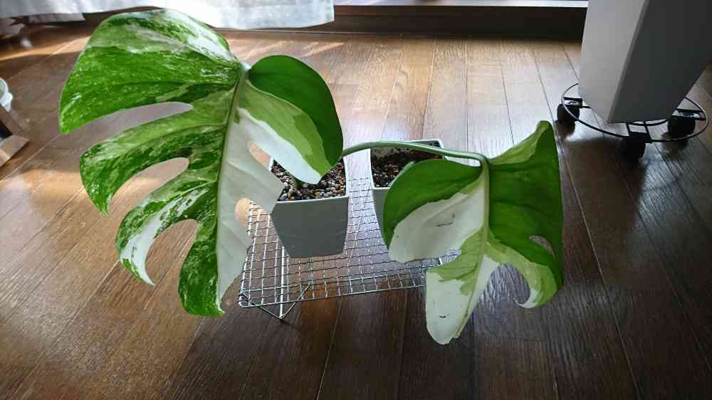 発根済み 極上茎2株！葉付き 斑入りモンステラ ホワイトタイガー