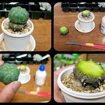 サボテン 多肉植物 ｄ85 烏羽玉 Lespetitesfolieshome Com