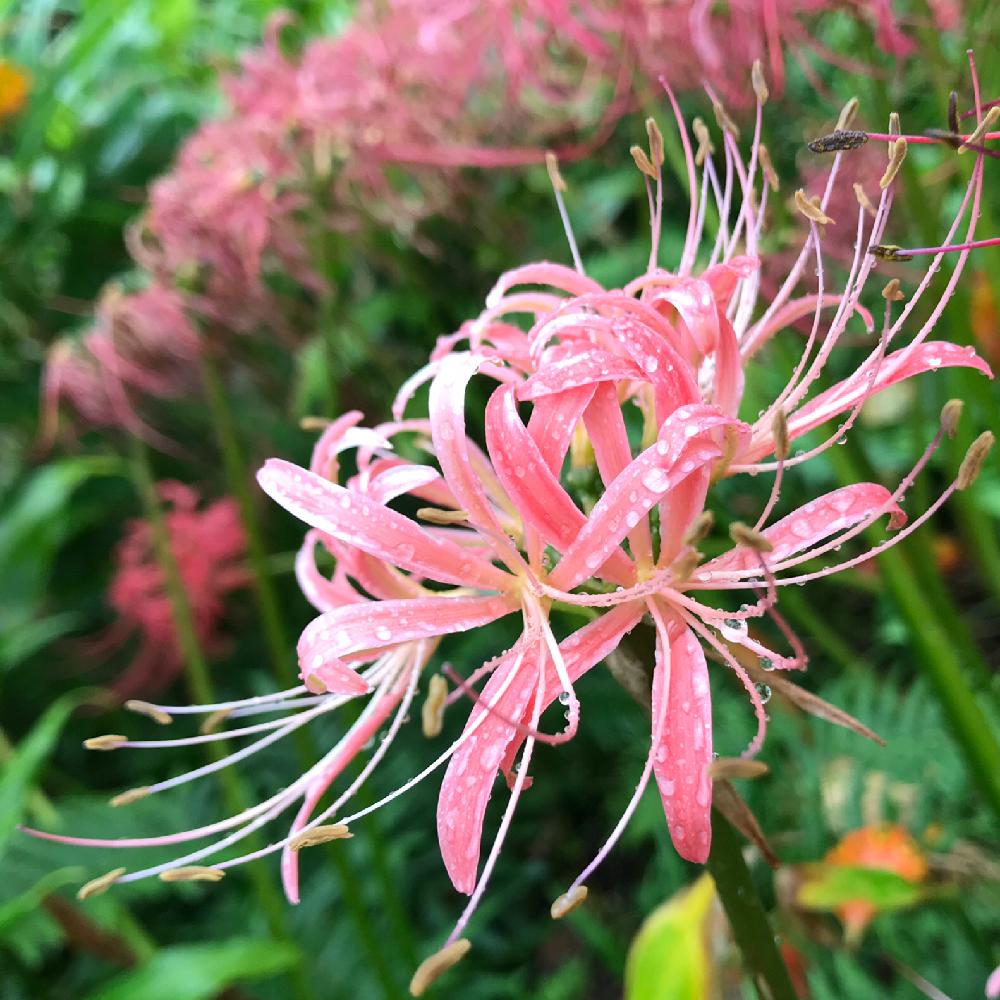 彼岸花 曼珠沙華の投稿画像 By Mokoさん スマホ撮影と雨に輝くと癒しとgs映えとgs日和と9月と祈りとピンクと綺麗と綺麗に咲いたとキュンキュン と突然変異と花のある暮らしとかわいいとバルコニスト 18月9月29日 Greensnap グリーンスナップ