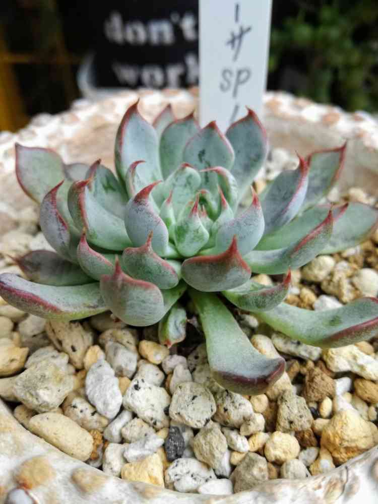 ザラゴーサ sp ノバの一覧｜🍀GreenSnap（グリーンスナップ）