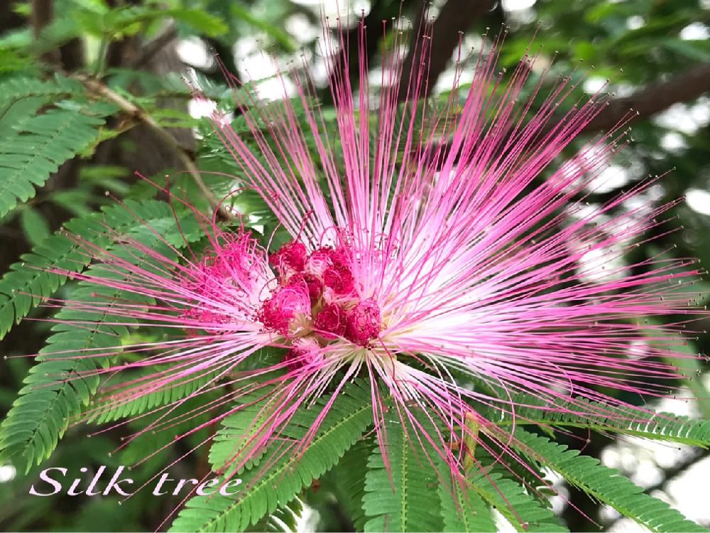 ネムノキの投稿画像 By Nyacoさん ピンク ピンクと咲いた ʾʾと街路樹の花と花のある暮らしとかわいいな とやっぱり花が好き 18月9月29日 Greensnap グリーンスナップ