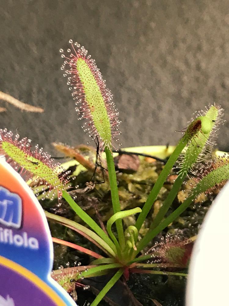 モウセンゴケの投稿画像 By 雪吊さん ドロセラ カペンシスと珍奇植物と食虫植物と粘液 18月9月29日 Greensnap グリーンスナップ