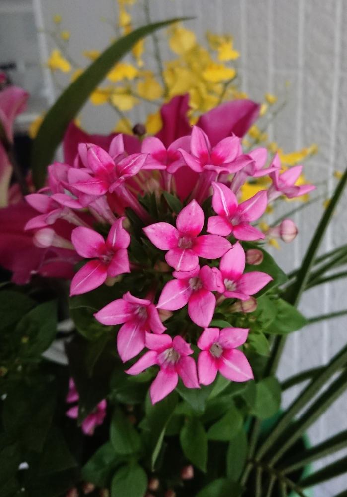 ブバルディア の投稿画像 By Blankaさん 可愛い花とピンクの花と鮮やかな 18月9月29日 Greensnap グリーンスナップ