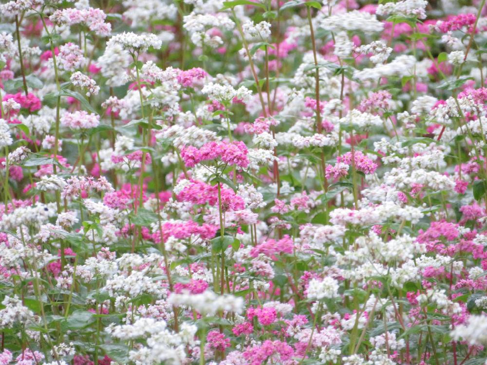 ソバの投稿画像 By Tulipさん お出かけ先とピンクの花とそば畑と富山支部と9月とタデ科とそばの花と白い花とピンクの花とそば 畑と富山支部と9月とタデ科とそばの花と白い花 18月9月29日 Greensnap グリーンスナップ Greensnap グリーンスナップ