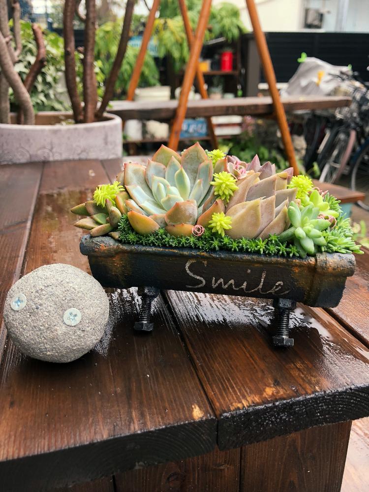 Chiiちゃん雨樋プランターの投稿画像 By T Kaoriさん Htcと雨 に輝くと寄せ植えとhtc 136と全国オヤジ連合会とgsに感謝 と全国オヤジ連合会no 30と雨樋プランターとgs繋がり 18月9月29日 Greensnap グリーンスナップ