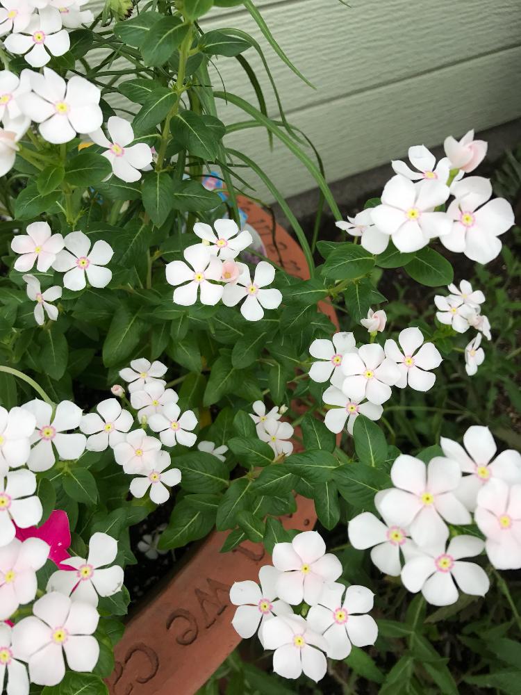 寄せ植えの投稿画像 By Saelaさん 8月の庭とニチニチソウ と花のある暮らしと白い花 18月9月 29日 Greensnap グリーンスナップ