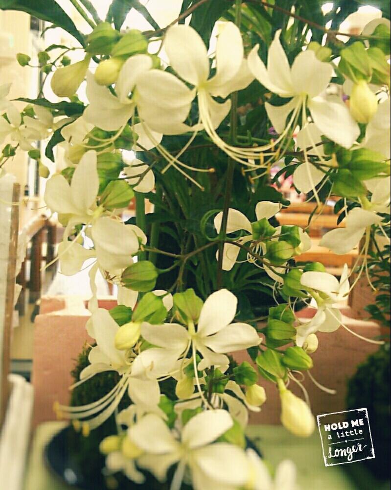 おしゃれ の投稿画像 By Satoさん 癒しとクラリンドウの白い花 18月9月29日 Greensnap グリーンスナップ