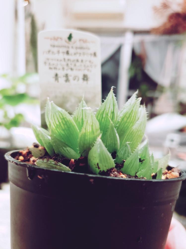 多肉植物の投稿画像 By 雪之丞さん つるつる可愛いと雨に輝くとハオルチア属と模様とgs映えとgs日和と植中毒とスケスケと葉っぱばかりとタニク初心者 18月9月29日 Greensnap グリーンスナップ