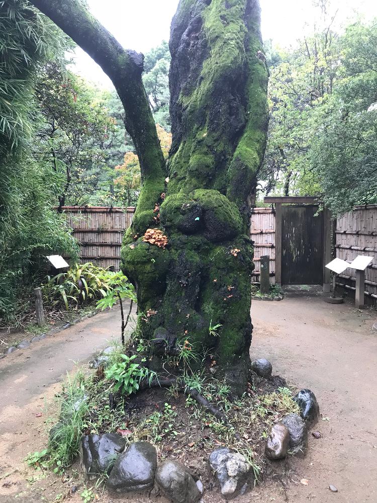 広い庭の投稿画像 By きのうろさん 18月9月29日 Greensnap グリーンスナップ Greensnap グリーンスナップ 広い庭の投稿画像 By きのうろさん 18月9月29日 Greensnap グリーンスナップ Greensnap グリーンスナップ