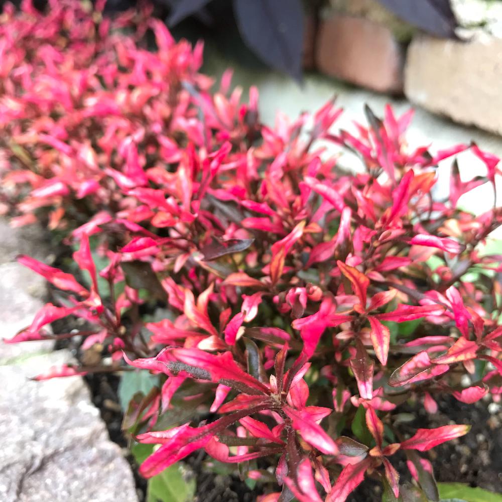 アキランサスの投稿画像 By Amiさん カラーリーフとキュンキュン乙女倶楽部と植物のある暮らしと手作りの庭とno Green No Lifeとガーデニングと花のある暮らしとami S Gardenと 秋を感じる フォトコンテストと秋のガーデニングコンテスト18とカラーリーフと