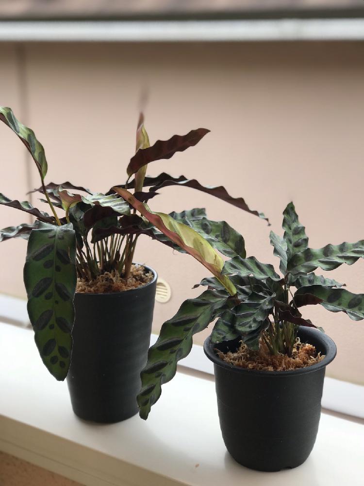 カラテア ランキフォリアの投稿画像 By ぱるさん カラテア ランシフォリアとカラテア ランキフォリアと水苔と株分けとミズゴケ と水苔栽培と植え替えと ランキフォリアとカラテア属 18月9月29日 Greensnap グリーンスナップ