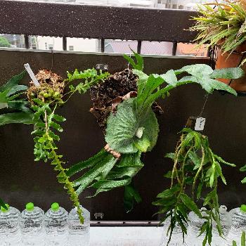 Border Break実行部隊の投稿画像一覧 Greensnap グリーンスナップ