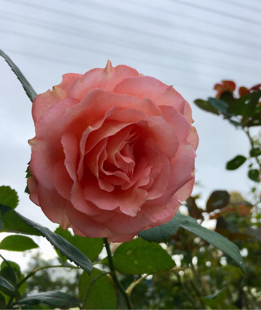 ローランカブロルの投稿画像 By よりさん ばら バラ 薔薇とギヨーと今日のお花とサーモンピンクの花と可愛いと花のある暮らしと薔薇 とバラ ミニバラ 18月9月30日 Greensnap グリーンスナップ