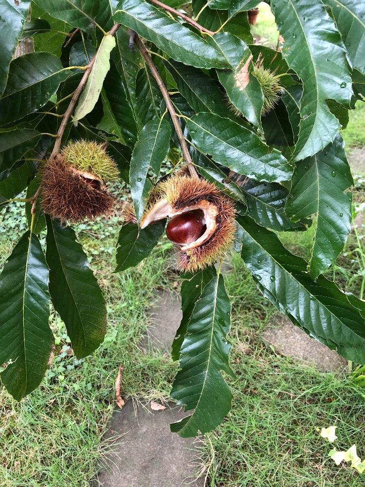 くりの投稿画像 By Oghrttmさん 果樹栽培と混植家庭菜園と家庭菜園と台風とgs映えと家庭菜園奮闘日記 18月9月30日 Greensnap グリーンスナップ