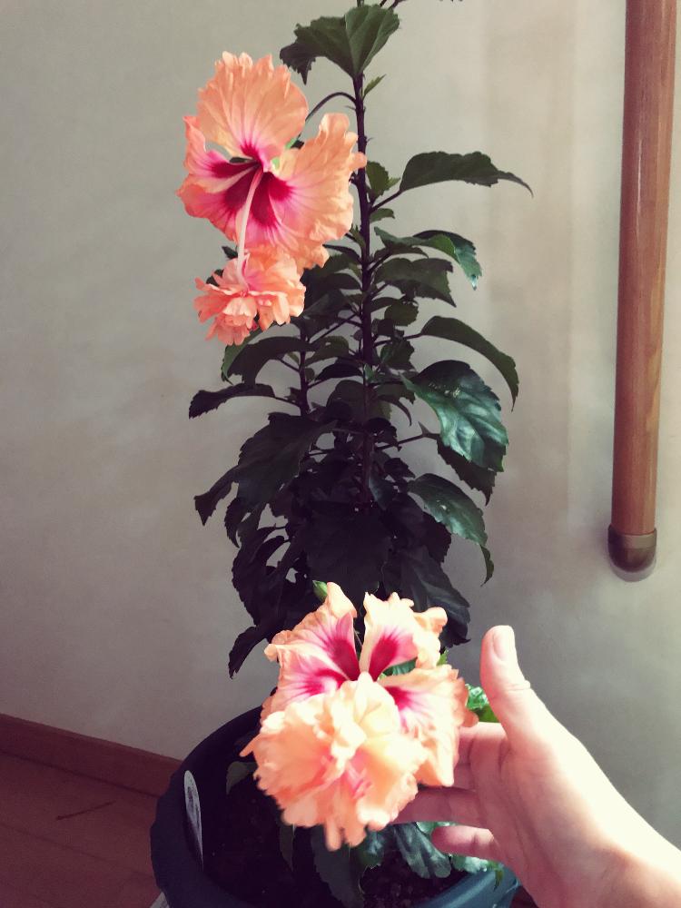 オレンジ色の花の投稿画像 By ケーコさん かわいい と南国植物とフリフリのお花と ハイビスカスとハイビスカス オレンジ フラミンゴとハイビスカス咲きましたと鉢植えと花のある暮らし 18月9月30日 Greensnap グリーンスナップ