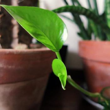 ポトス水差しの投稿画像一覧 Greensnap グリーンスナップ