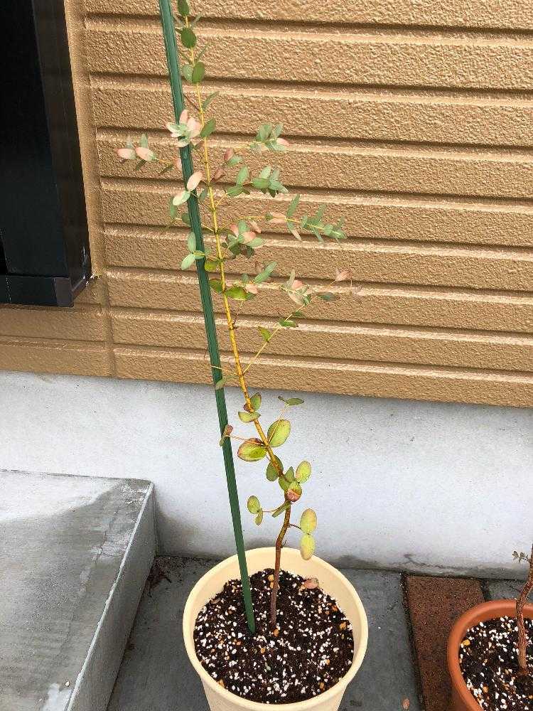 ユーカリ パルブラ Greensnap グリーンスナップ