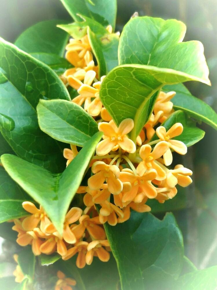 キンモクセイの投稿画像 By くっかぷうさん いいかおりと金木犀の香りとオレンジの花といいにおい とオレンジ色といい香りと花のある暮らしとお花のある生活とキンモクセイの花 18月9月30日 Greensnap グリーンスナップ