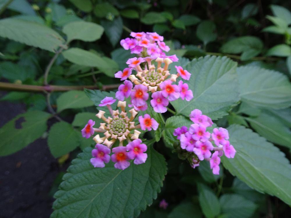 ランタナの投稿画像 By Trekkさん 七変化とシチヘンゲと山野草と外来種と常緑低木と9月の花と三浦半島付近とクマツヅラ科と秋のお花 18月9月30日 Greensnap グリーンスナップ