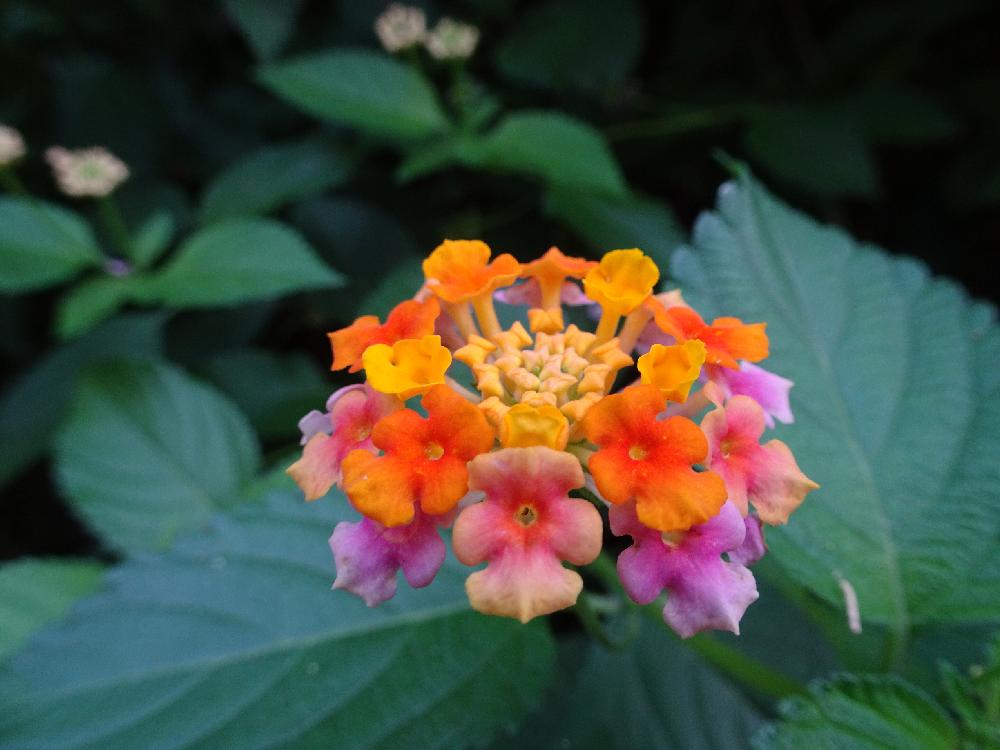 ランタナの投稿画像 By Trekkさん 七変化とシチヘンゲと山野草と外来種と常緑低木と9月の花と三浦半島付近とクマツヅラ科と秋のお花 18月9月30日 Greensnap グリーンスナップ