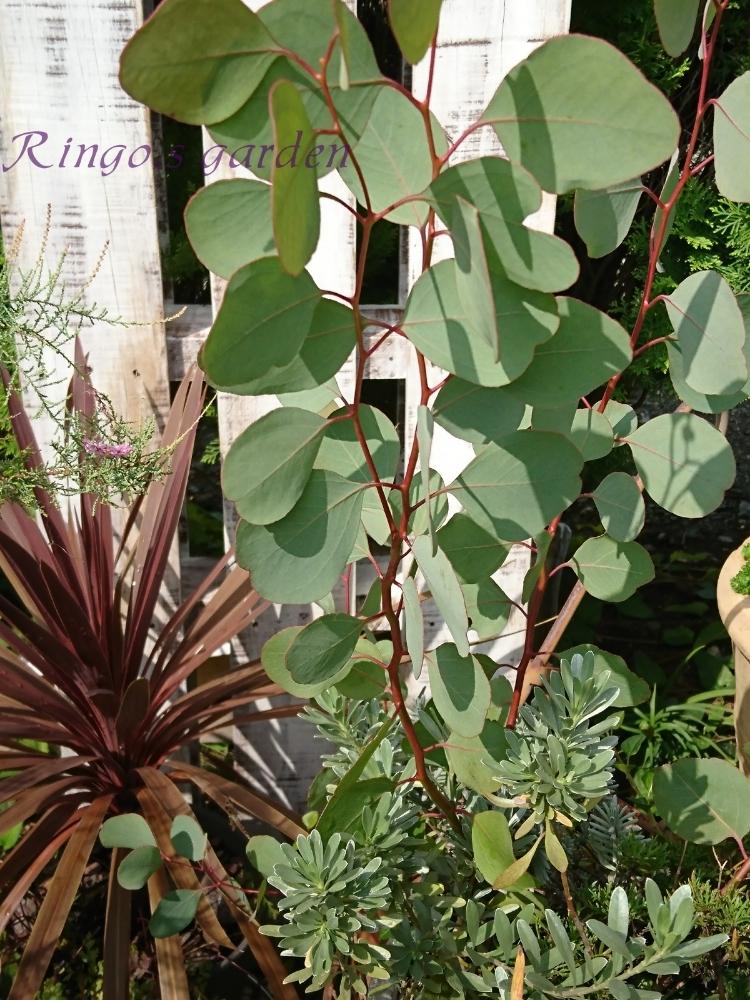 コンボルブルズ クネオラムの投稿画像 By Ringoさん コルジリネ レッドスターとユーカリ ポポラスとシルバーリーフとカラーリーフとお気に入り とお庭の植物 18月9月30日 Greensnap グリーンスナップ
