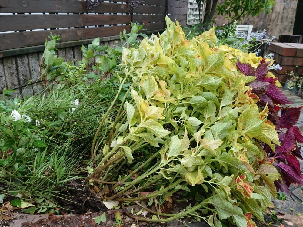 台風の投稿画像 By Tokochan Styleさん コリウス と花壇と寄せ植え 18月9月30日 Greensnap グリーンスナップ