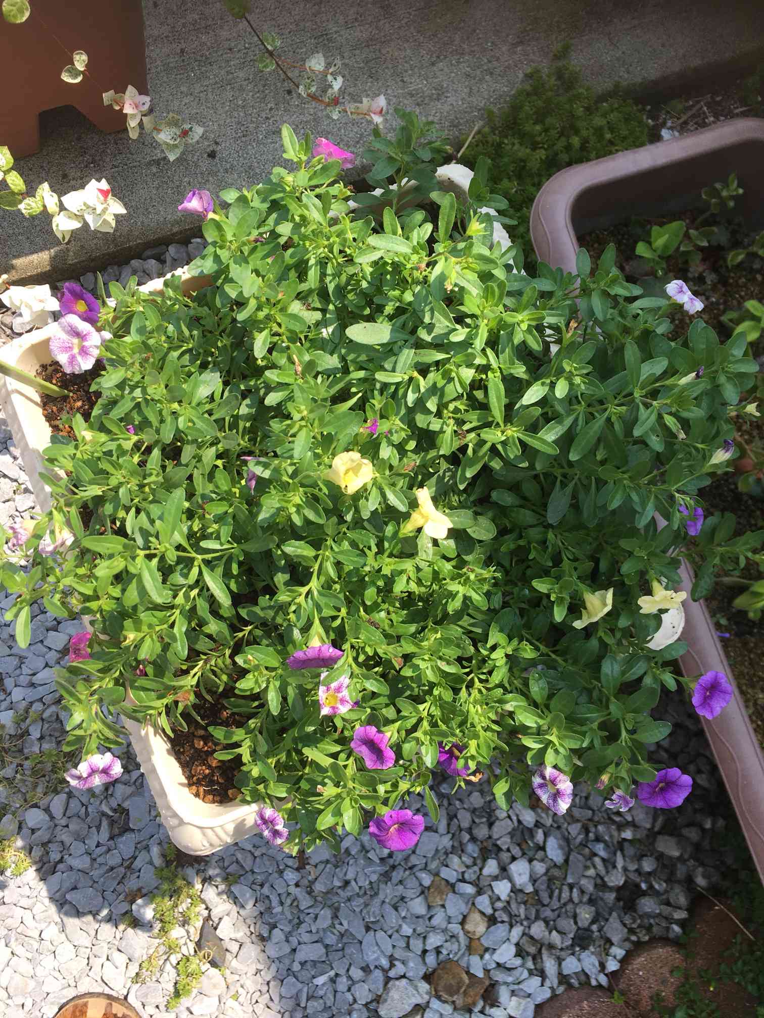 商談中】ガーデンカリブラコア スイングベル追記