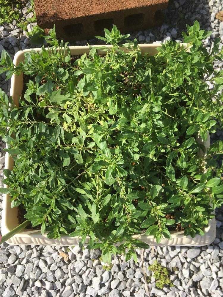 【商談中】ガーデンカリブラコア　スイングベル追記 商談中】ガーデンカリブラコア スイングベル追記