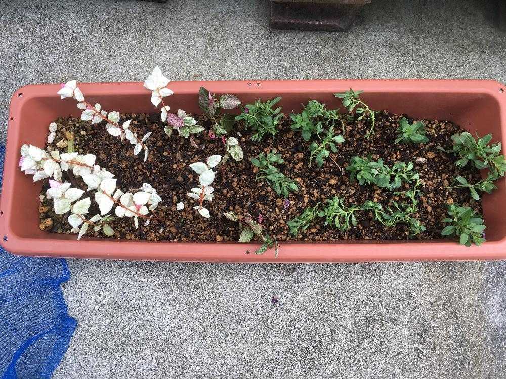 商談中】ガーデンカリブラコア スイングベル追記