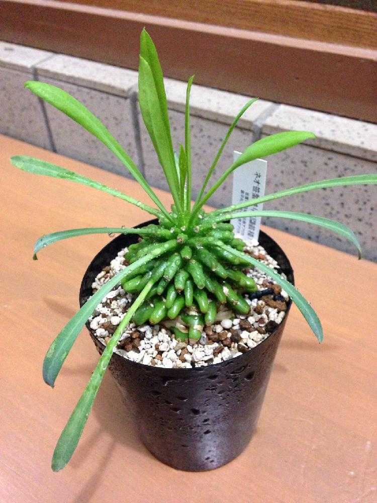 ユーフォルビア・ネオ笹蟹鉄甲｜🍀GreenSnap（グリーンスナップ）
