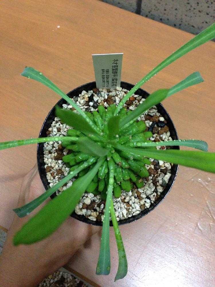 ユーフォルビア・ネオ笹蟹鉄甲｜🍀GreenSnap（グリーンスナップ）