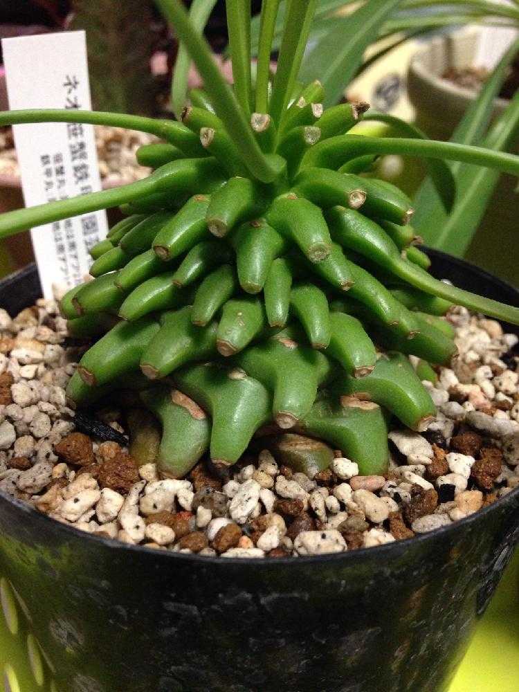 ユーフォルビア ハイブリッド ネオ笹蟹鉄甲 実生 現品 ユーフォルビア ネオ笹蟹鉄甲 #01 | BIZARRE GREEN