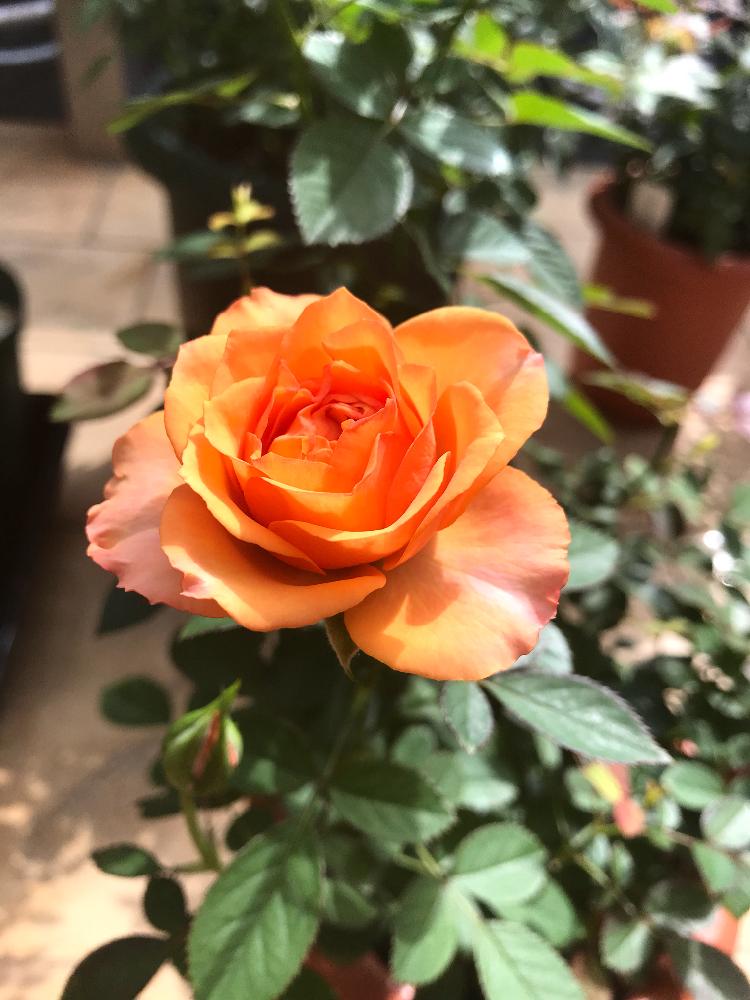 オレンジ色の花の投稿画像 By ケーコさん コルダナローズとミニバラ鉢植えとかわいい と台風一過と咲きましたと鉢植えと花のある暮らしとバラ ミニバラとコルダーナシリーズ 18月10月1日 Greensnap グリーンスナップ