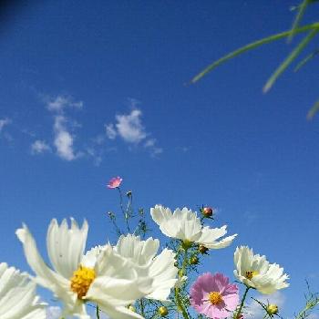 こぼれ種コレクションの画像 by すずさん | 畑とコスモスと花のある暮らしと白いお花とこぼれ種コレクション