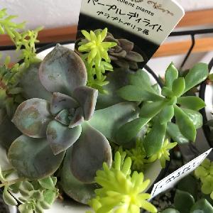 アメリカンブルーの投稿画像 By うめたんさん サンパラソル ミルキーピンクとサンパラソル クリムゾンとコリウスと初お迎えと春の寄せ植えと日差しを浴びて と暮らしに花をと 私の癒しと花のある暮らしと日本を花で元気にとサンパラソル 21月6月14日