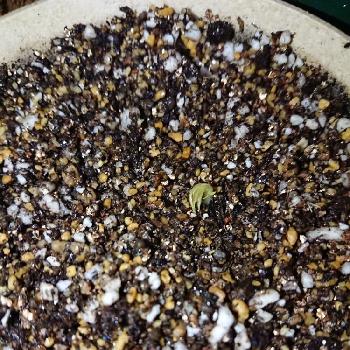 桃の種 発芽の投稿画像一覧 Greensnap グリーンスナップ