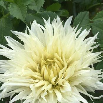 白いダリアの投稿画像一覧 Greensnap グリーンスナップ