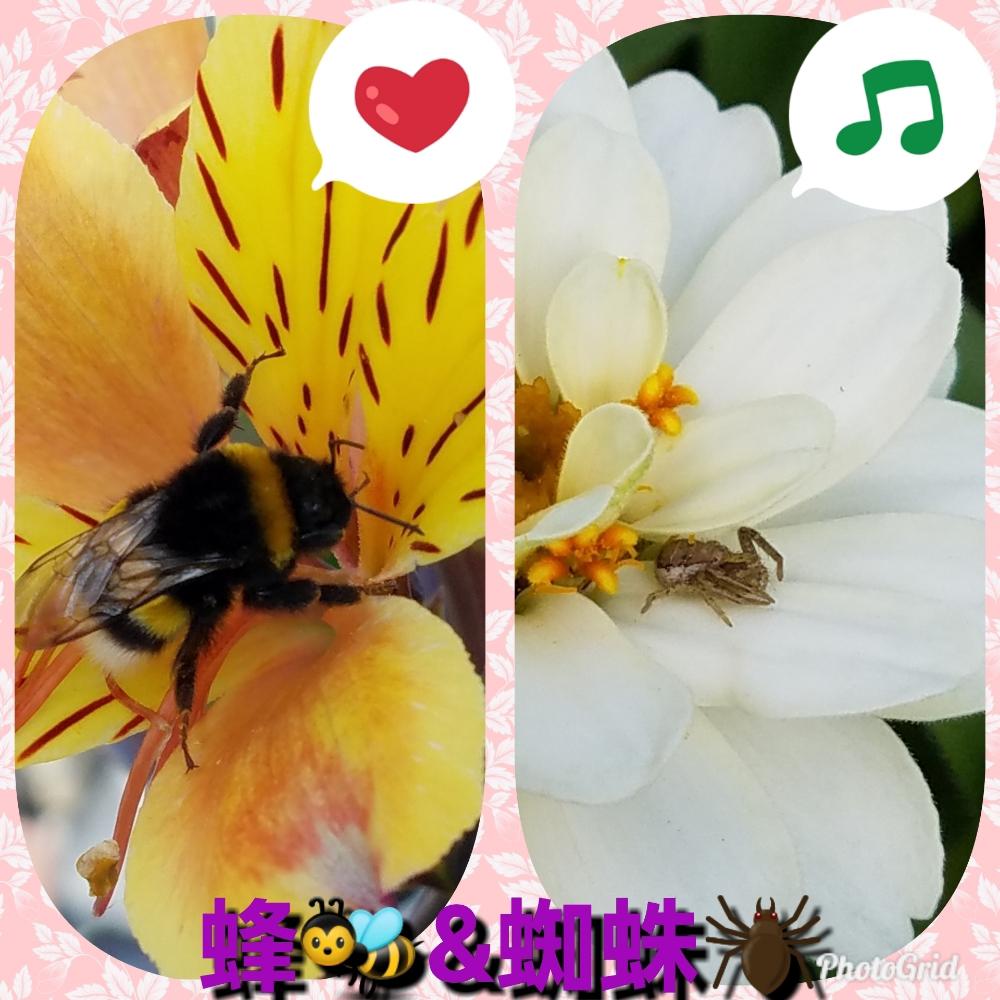 アストロメリア の投稿画像 By Miku さん ジニア百日草と花と昆虫とアストロメリア とジニア百日草と花と昆虫 18月10月2日 Greensnap グリーンスナップ Greensnap グリーンスナップ