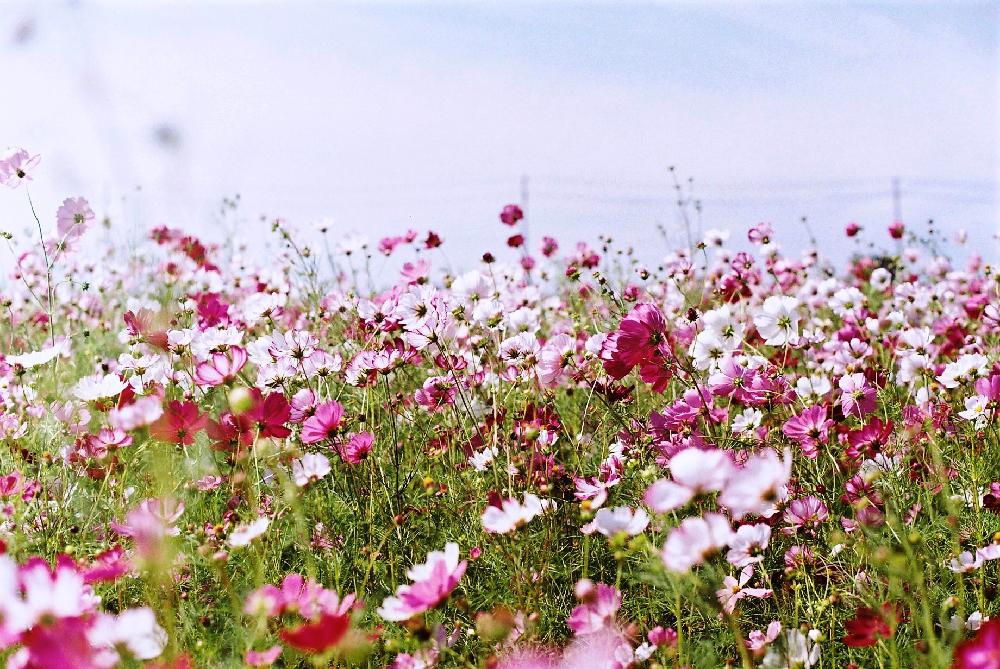 フィルムカメラの投稿画像 By Tkさん コスモス畑と秋桜畑とgs映えと今日の一枚と秋コスモスと花のある暮らしとフィルム写真 18月10月2日 Greensnap グリーンスナップ