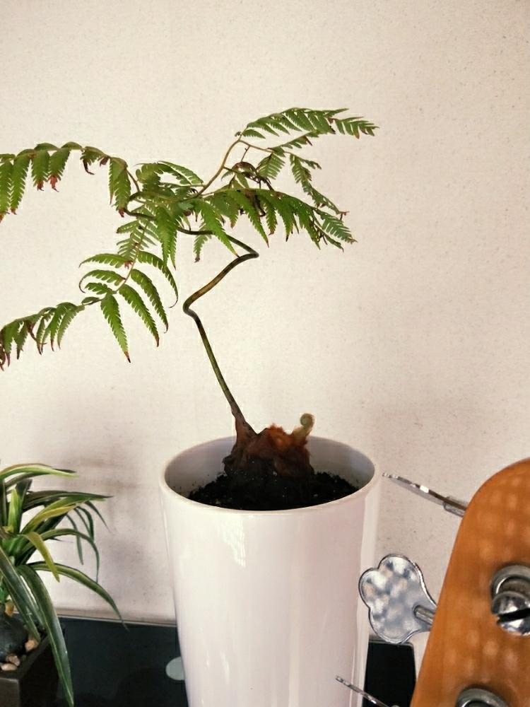 キンモウコウの投稿画像 By Tamiさん 観葉植物とタカワラビ科とシダ植物と成長記録 18月10月2日 Greensnap グリーンスナップ キンモウコウの投稿画像 By Tamiさん 観葉植物とタカワラビ科とシダ植物と成長記録 18月10月2日 Greensnap グリーンスナップ