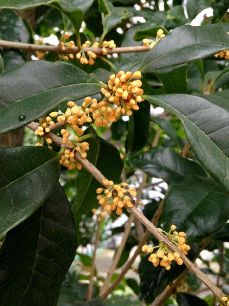 金木犀の投稿画像 By とぱーずさん キンモクセイと秋の匂いと金木犀の香りと今日の花と思い出と花のある暮らしとバルコニスト 18月10月2日 Greensnap グリーンスナップ